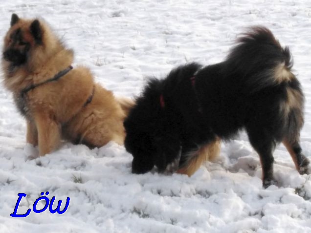 6.1.2021 - Dwix und Howie genießen den Schnee